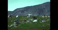 Sheep in Narsaq