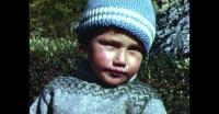 Picking berries in Qaqortoq