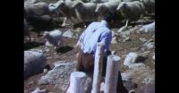 Sheep shearing in Southern Greenland 1