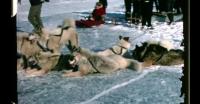 Dogsled race in Uummannaq