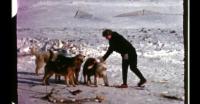 Fun with dogsledding in Qaanaaq