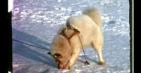 Feeding dogs in Qaanaaq