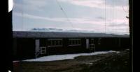 Summer cubs in Qaanaaq