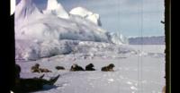 Slædehunde hviler sig udenfor Qaanaaq