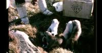 Camping near Qaanaaq