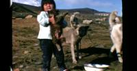 Sled dogs in North Greenland