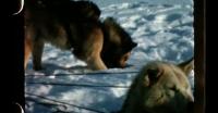 Dogsledding near Qaanaaq